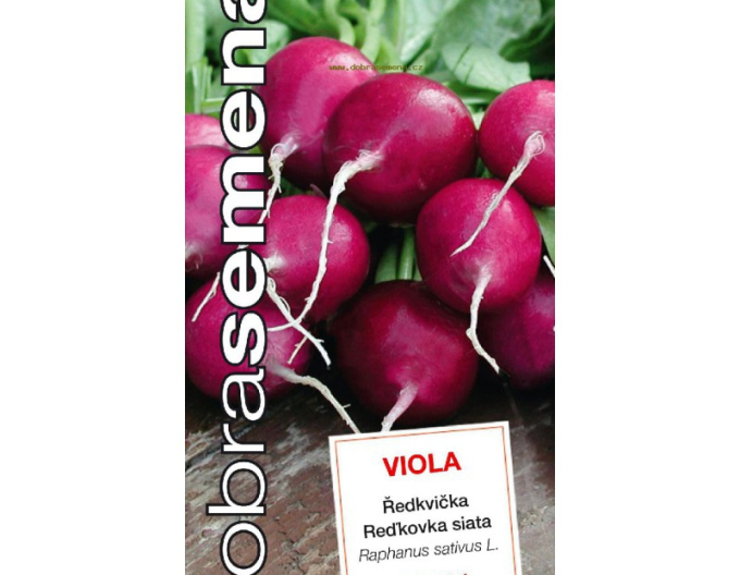 Dobrá semena Reďkovka fialová ´Viola´