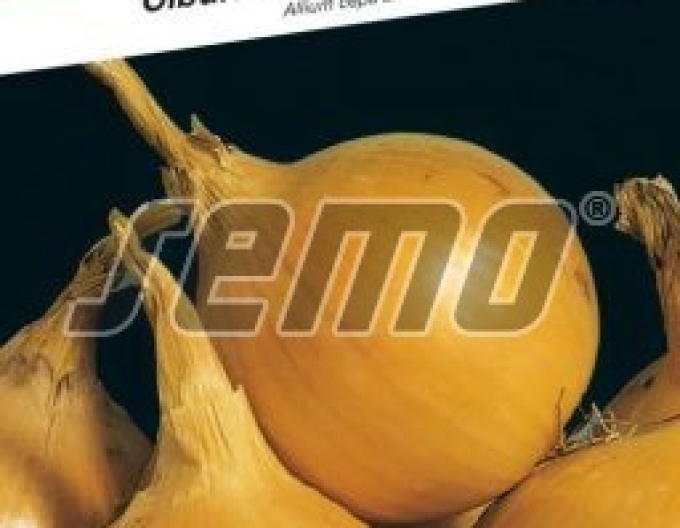 Semo Cibuľa kuchynská ozimná ´Augusta´