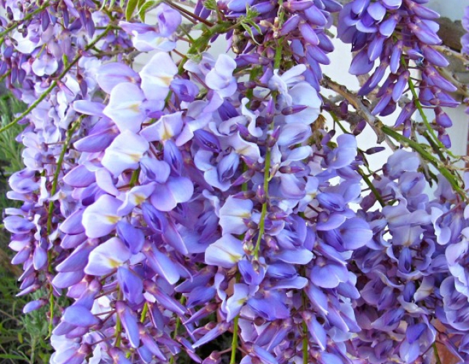 Vistéria kvetnatá ´Blue dream´
