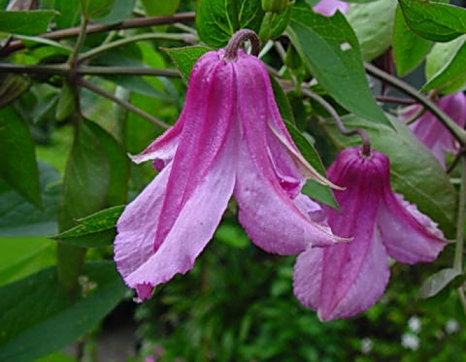 Plamienok ´Alionushka´