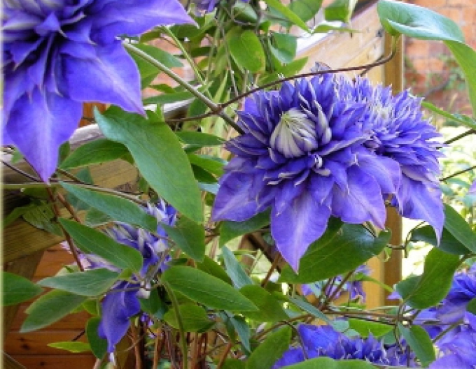 Plamienok Blue light