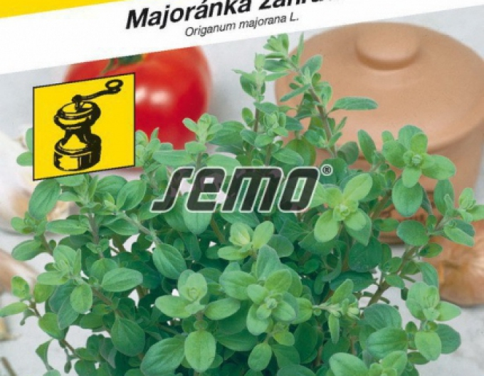 Semo Majorán záhradný ´Marietta´