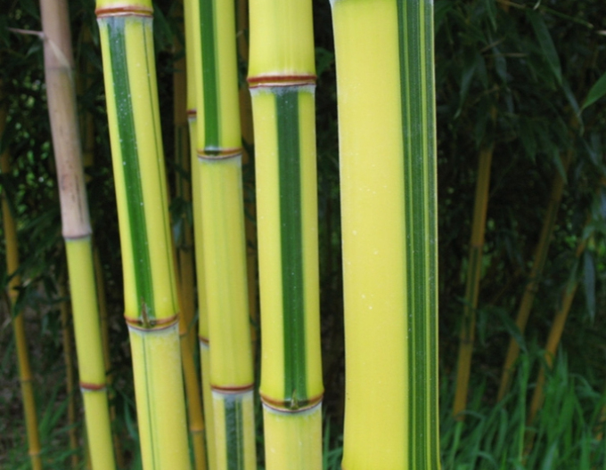 Bambus (Pozoruhodný) "Spectabilis"