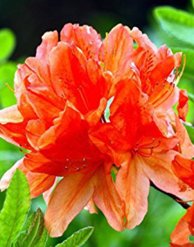 Azalka veľkokvetá "Gibraltar"