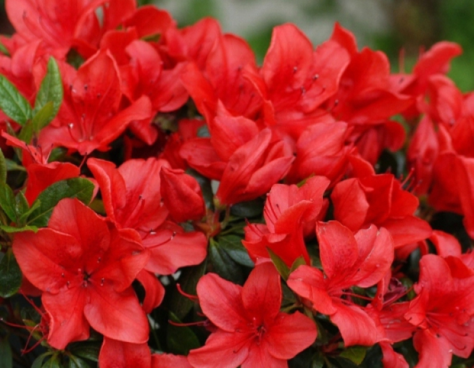 Azalka japonská "Geisha Red"