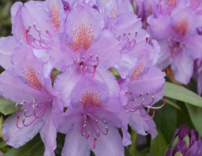 Rododendron americký "Grandiflorum"