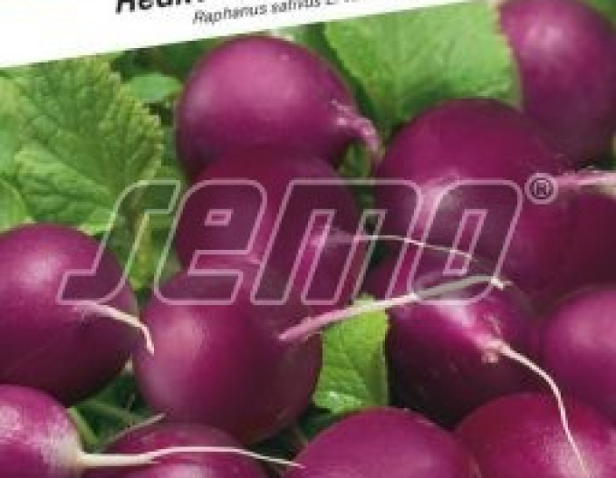 Semo Reďkovka fialová ´Purpura F1´