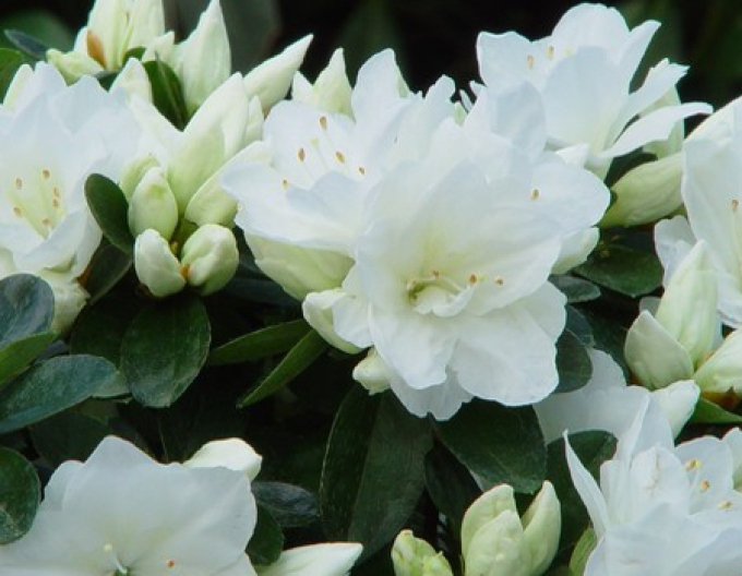 Azalka japonská ´Adonis´