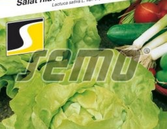 Semo Šalát hlávkový ´Maraton´
