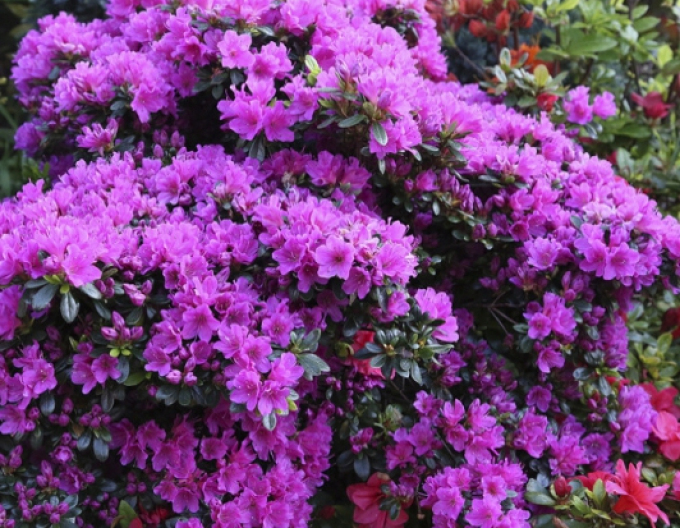 Azalka japonská ´Hiroko Geisha Purple´