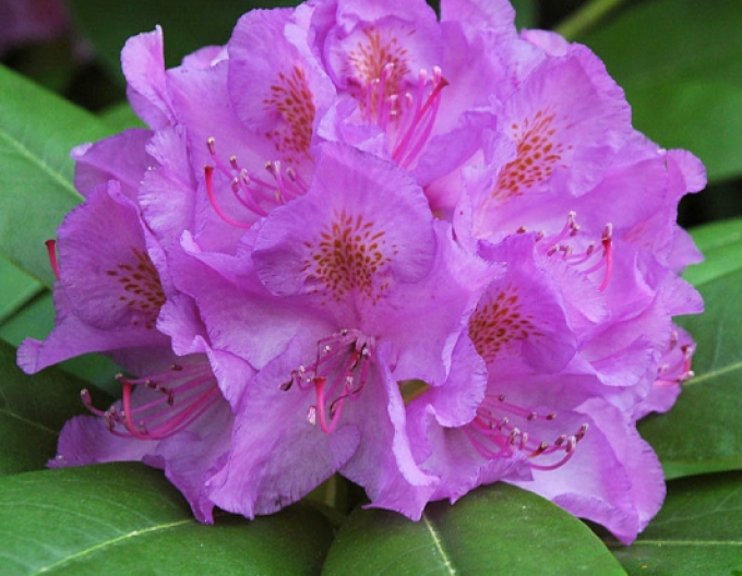 Rododendrón ´Catawbiense Grandiflorum´