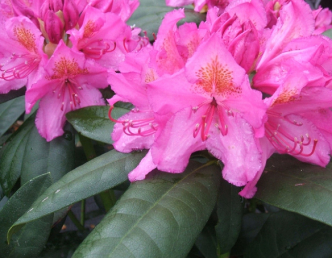 Rododendrón ´Delta´