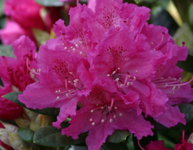 Rododendrón ´Rocket´