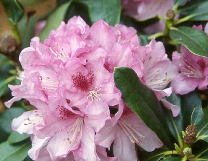 Rododendrón ´Cheer´