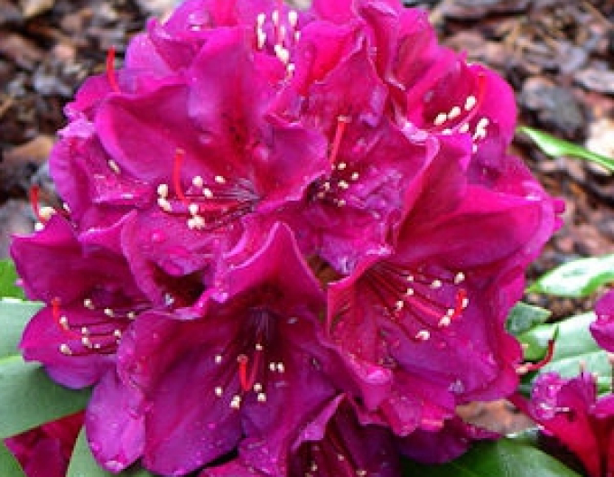 Rododendrón ´Polarnacht´