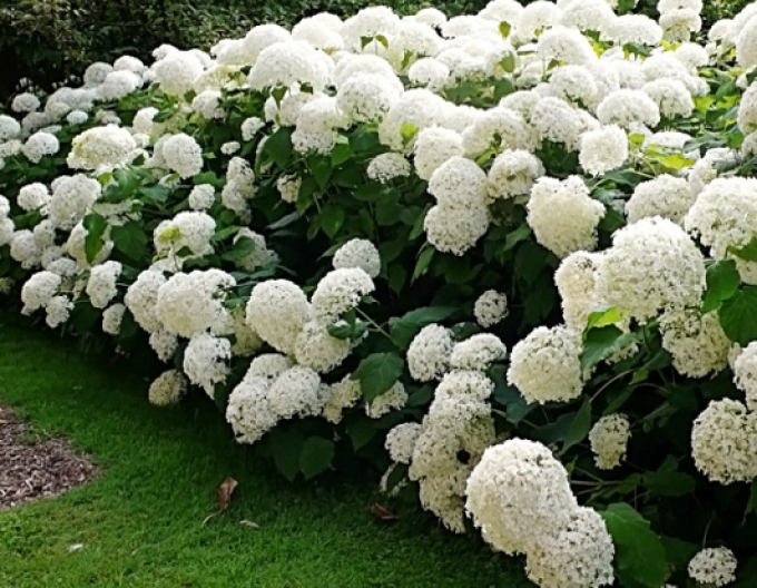 Hortenzia stromovitá "Anabelle"