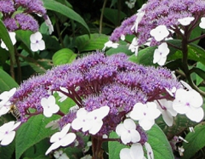 Hortenzia drsná ’Macrophylla’