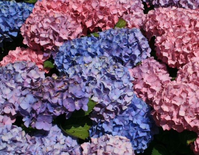 Hortenzia ´Bouquet Rose´