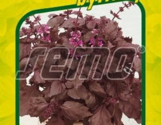Semo Bazalka pravá ´Purple Opaal´