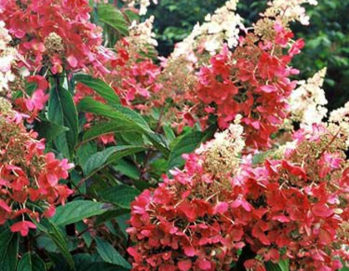 Hortenzia metlinatá ´Pinky Winky´