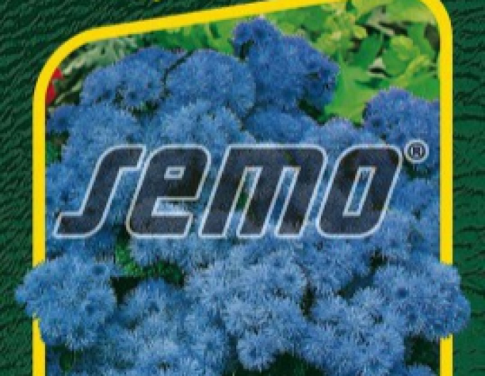 Semo Agerát nízky ´Tetra Blue Mink´