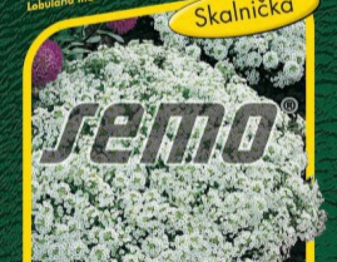 Semo Tarica prímorská ´Corbeille d´Argent´