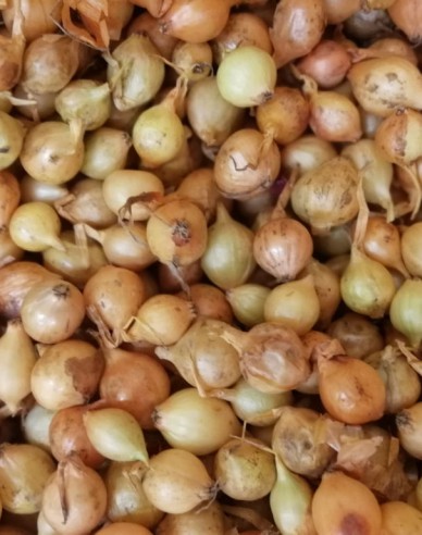 Cibuľa sadzačka ´Štutgartská´  10/21  25kg