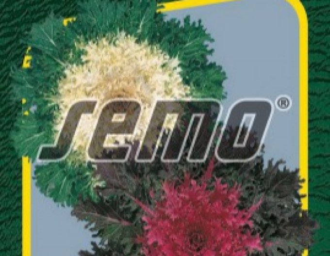 Semo Kel okrasný ´Coral F1 Mix´