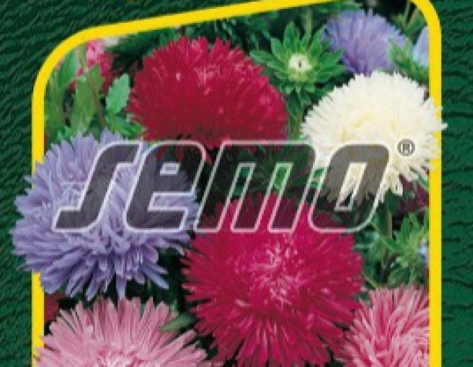 Semo  Astra čínska ´American Beauty Zmes´