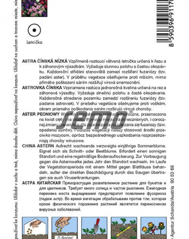 Semo  Astra čínska ´Colour Carpet Zmes´