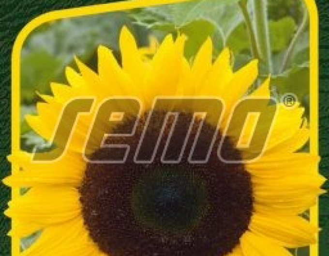 Semo Slnečnica ročná ´Mezzulah F1´