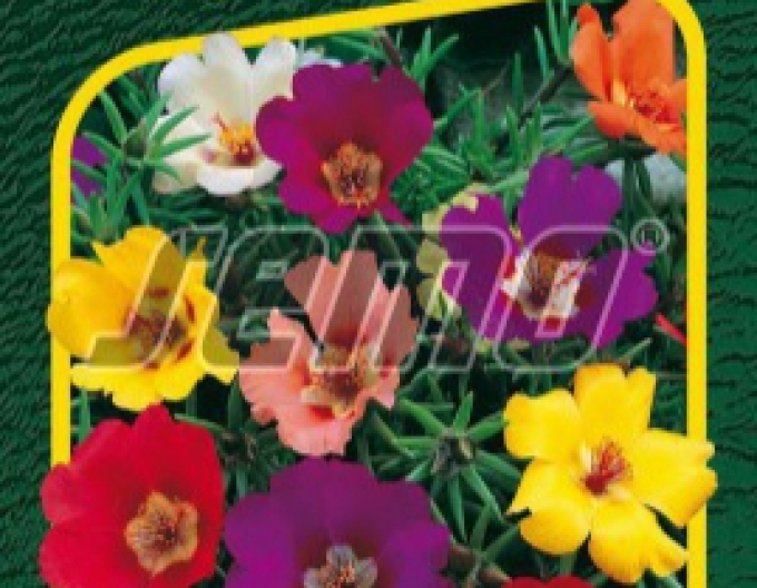 Semo Portulaka ´Zmes´
