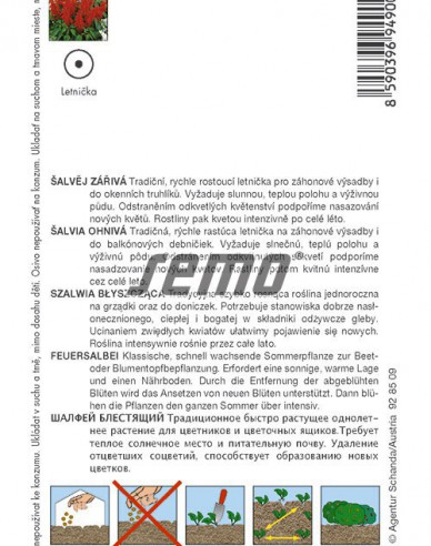 Semo Šalvia žiarivá ´Karkulka´