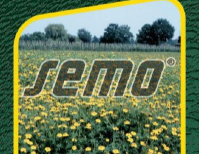 Semo Aksamietnica rozložitá ´Ground Control´