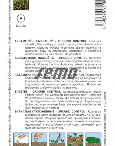 Semo Aksamietnica rozložitá ´Ground Control´