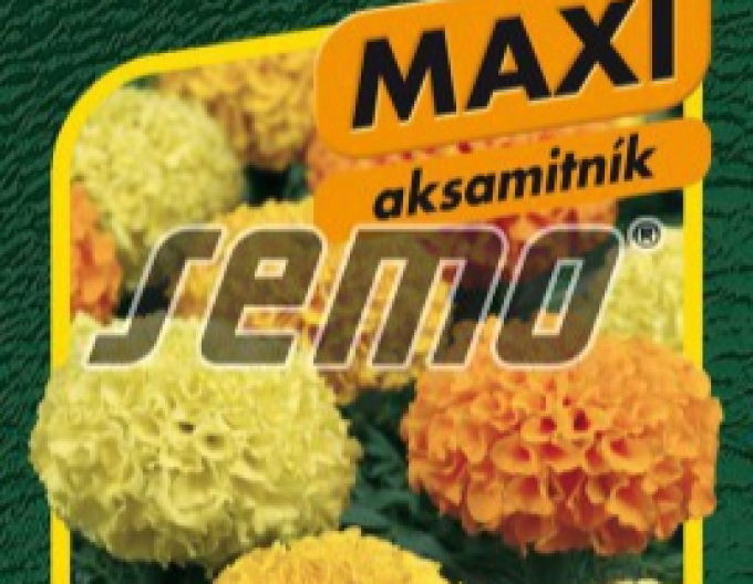 Semo Aksamietnica vzpriamená ´Taishan F1´