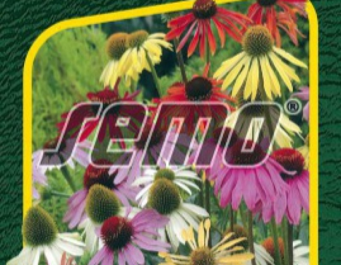 Semo Echinacea ´Paradiso´