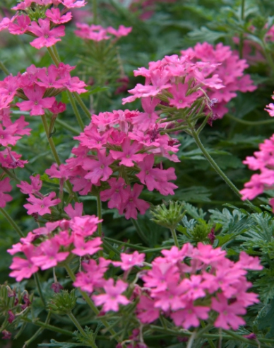 Verbena "Ružová"