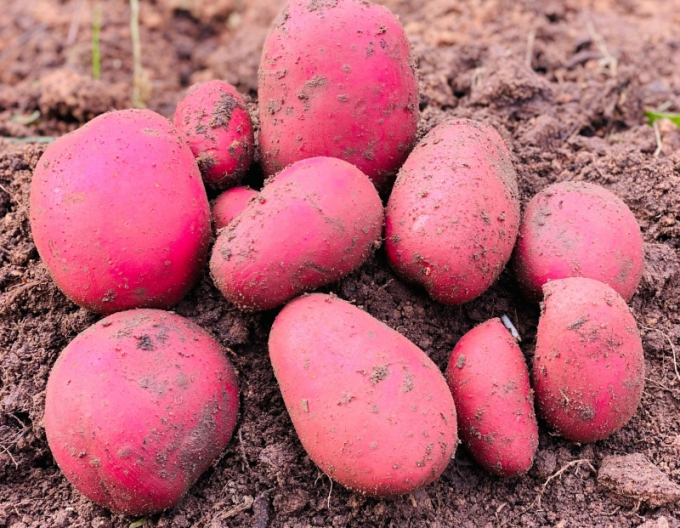 Sadbové zemiaky ´Baltic Rose´ 5kg