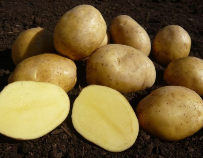 Sadbové zemiaky ´Anuschka´ 25kg