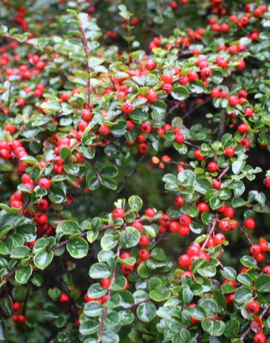 Skalník buxifolia