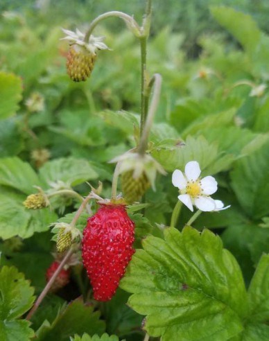 Jahoda lesná ´Alexandria´