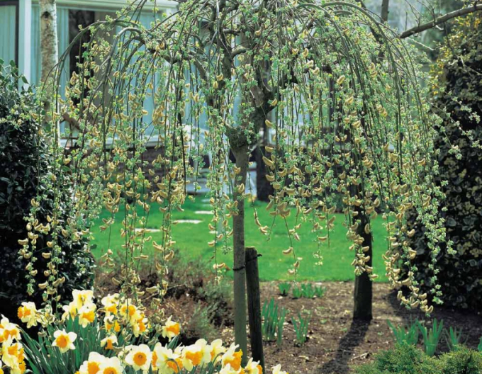 Vŕba vysoká previslá ´Kilmarnock´ na kmienku 40cm
