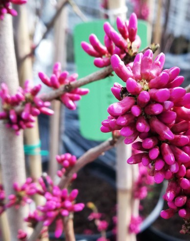 Judášovec kanadský ‘Rising Sun’ 150 - 175cm