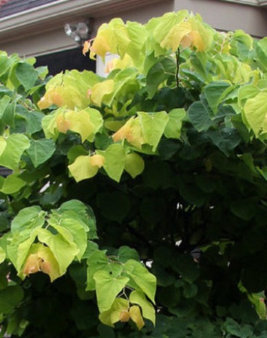 Judášovec kanadský ‘Rising Sun’ 150 - 175cm