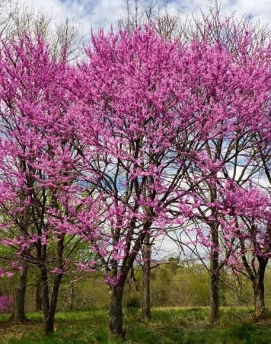 Judášovec kanadský ‘Rising Sun’ 125 - 150cm