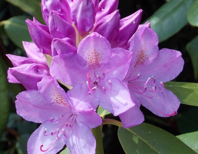 Rododendrón ´Catawbiense Grandiflorum´