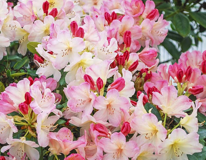Rododendrón ´Percy Wiseman´
