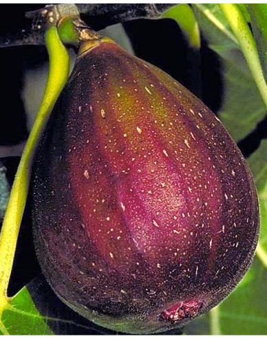 Figovník ´Brown Turkey´ na kmienku