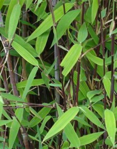Bambus ´Fargesia Nitida  Gansu´